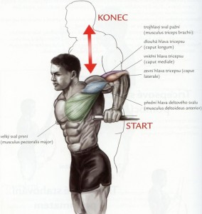 triceps-bradla.jpg