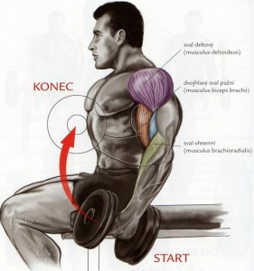 bicepsovy-zdvih-s-jednoruckou.jpg